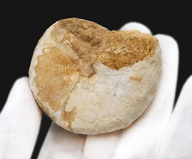 階段状構造が美しく保存された上質個体！恐竜時代の海に生息していた巻貝、プレウロトマリア（Pleurotomaria）の化石（その4）