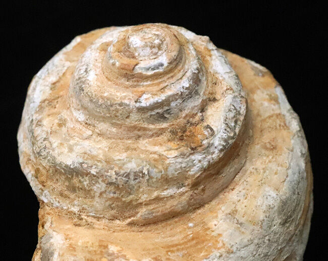 階段状構造が美しく保存された上質個体！恐竜時代の海に生息していた巻貝、プレウロトマリア（Pleurotomaria）の化石（その5）