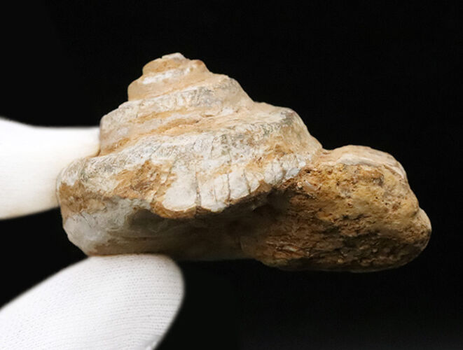 階段状構造が美しく保存された上質個体！恐竜時代の海に生息していた巻貝、プレウロトマリア（Pleurotomaria）の化石（その6）