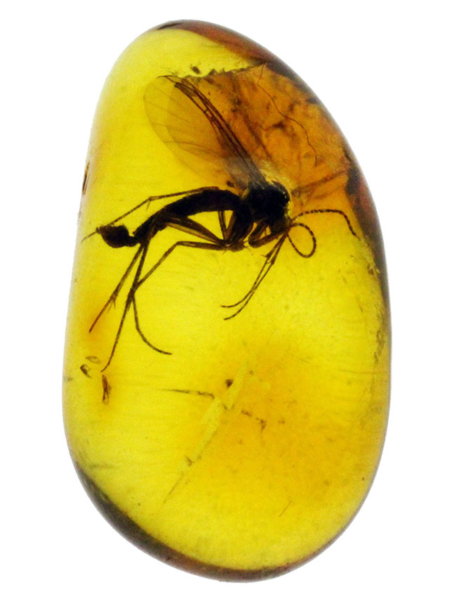 外部生殖器が保存。キノコバエ科の虫が包まれた虫入りバルト海産琥珀(Amber)(その1)