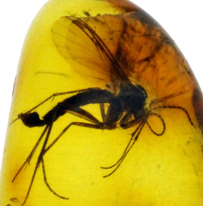 外部生殖器が保存。キノコバエ科の虫が包まれた虫入りバルト海産琥珀(Amber)(その2)