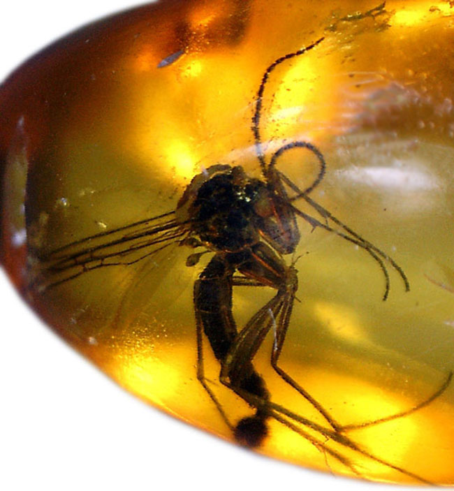 外部生殖器が保存。キノコバエ科の虫が包まれた虫入りバルト海産琥珀(Amber)(その4)