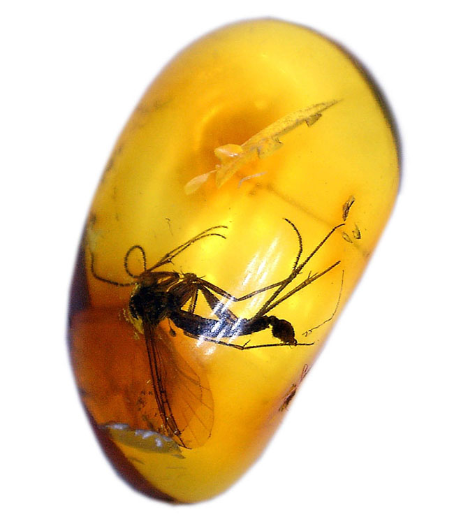 外部生殖器が保存。キノコバエ科の虫が包まれた虫入りバルト海産琥珀(Amber)(その5)