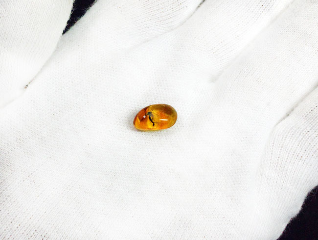 外部生殖器が保存。キノコバエ科の虫が包まれた虫入りバルト海産琥珀(Amber)(その6)