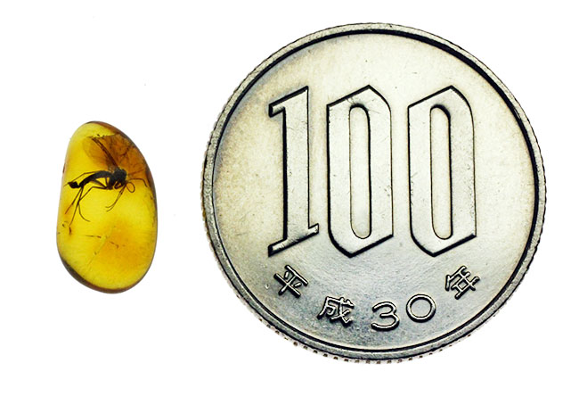 外部生殖器が保存。キノコバエ科の虫が包まれた虫入りバルト海産琥珀(Amber)(その7)