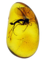 外部生殖器が保存。キノコバエ科の虫が包まれた虫入りバルト海産琥珀（Amber）