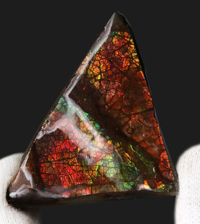 これぞドラゴンスキン!竜のうろこ模様!多彩な色が見られるアンモライト(Ammolite)のピース(その1)