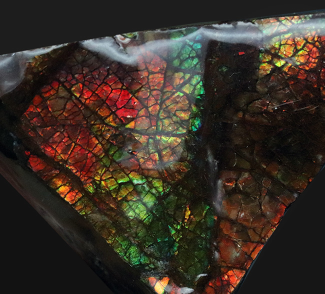 これぞドラゴンスキン!竜のうろこ模様!多彩な色が見られるアンモライト(Ammolite)のピース(その2)