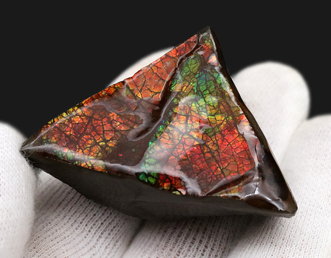 これぞドラゴンスキン!竜のうろこ模様!多彩な色が見られるアンモライト(Ammolite)のピース(その3)