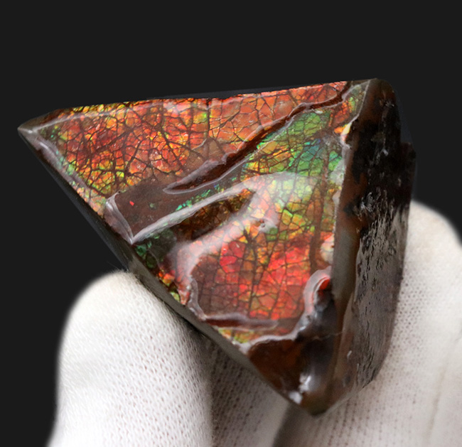 これぞドラゴンスキン!竜のうろこ模様!多彩な色が見られるアンモライト(Ammolite)のピース(その4)