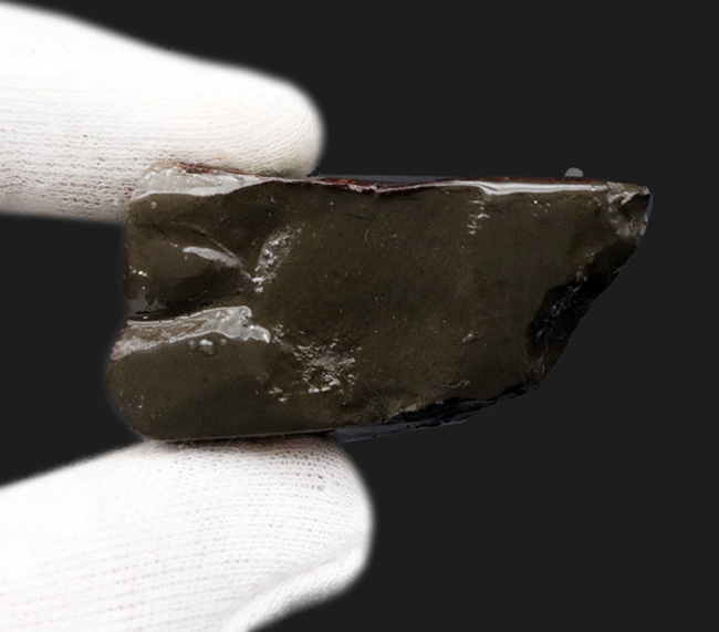 これぞドラゴンスキン!竜のうろこ模様!多彩な色が見られるアンモライト(Ammolite)のピース(その6)