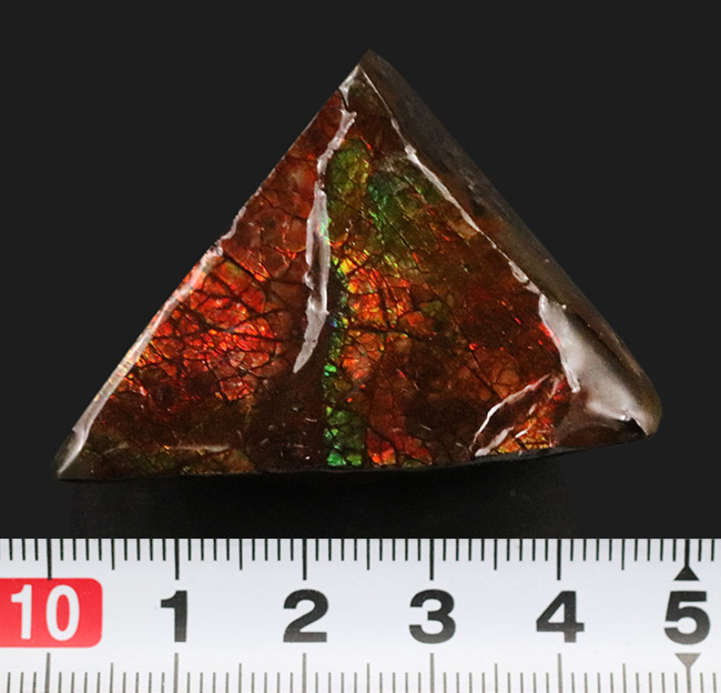 これぞドラゴンスキン!竜のうろこ模様!多彩な色が見られるアンモライト(Ammolite)のピース(その7)