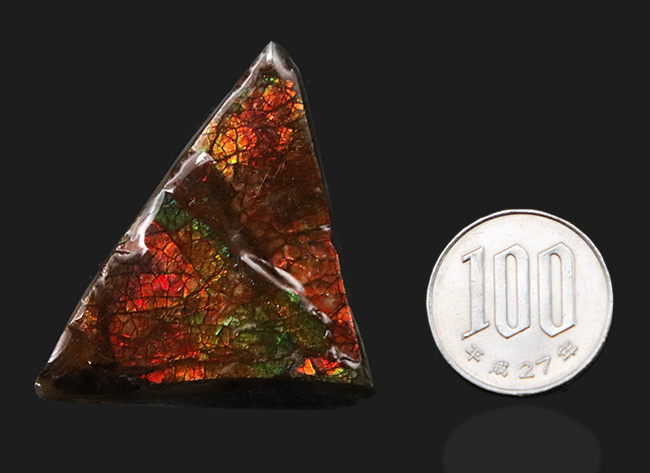 これぞドラゴンスキン!竜のうろこ模様!多彩な色が見られるアンモライト(Ammolite)のピース(その8)