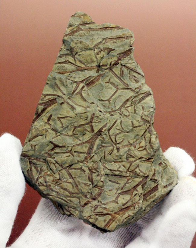 デボン紀ドイツ産、維管束を備えた最初（最古）の植物、タエニオクラダ（Taeniocrada dubia）の化石。ディティールが残された上質品。（その1）