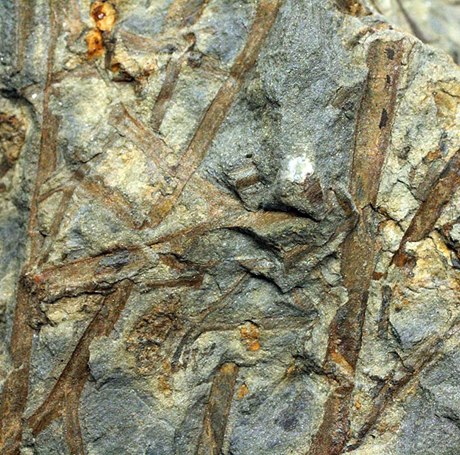 デボン紀ドイツ産、維管束を備えた最初（最古）の植物、タエニオクラダ（Taeniocrada dubia）の化石。ディティールが残された上質品。（その10）