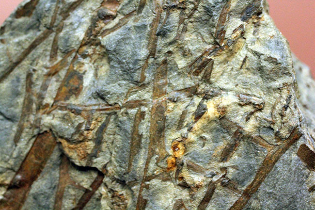 デボン紀ドイツ産、維管束を備えた最初（最古）の植物、タエニオクラダ（Taeniocrada dubia）の化石。ディティールが残された上質品。（その11）