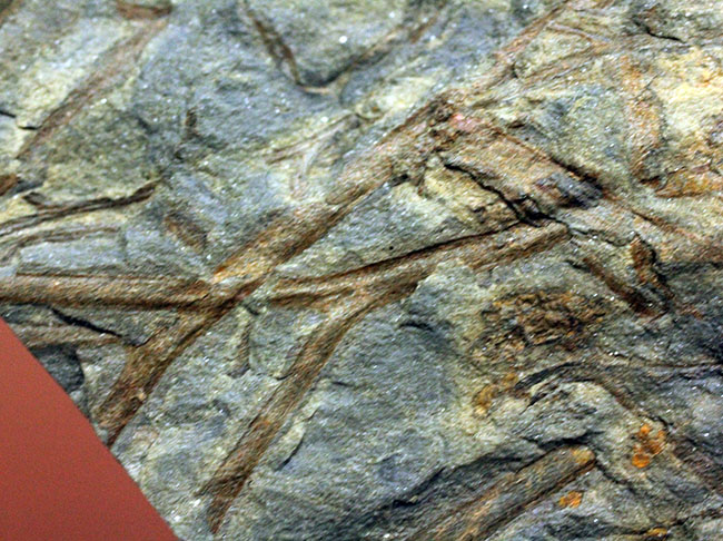 デボン紀ドイツ産、維管束を備えた最初(最古)の植物、タエニオクラダ(Taeniocrada dubia)の化石。ディティールが残された上質品。(その12)