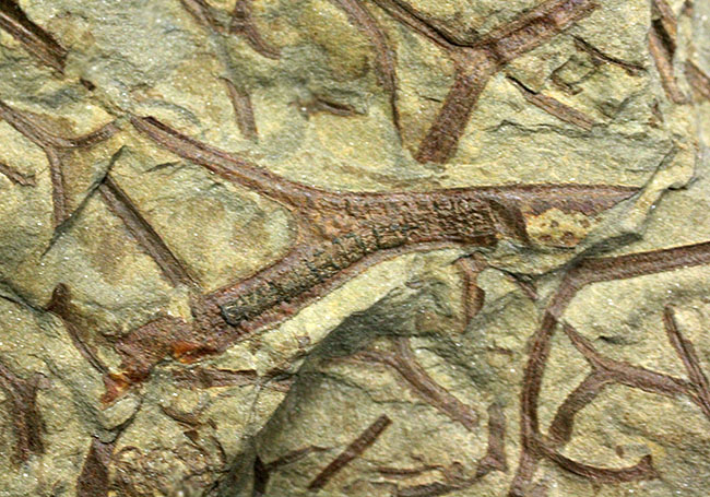 デボン紀ドイツ産、維管束を備えた最初（最古）の植物、タエニオクラダ（Taeniocrada dubia）の化石。ディティールが残された上質品。（その13）
