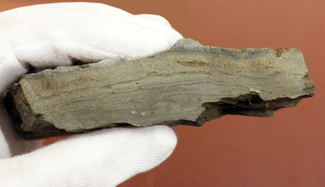 デボン紀ドイツ産、維管束を備えた最初(最古)の植物、タエニオクラダ(Taeniocrada dubia)の化石。ディティールが残された上質品。(その14)