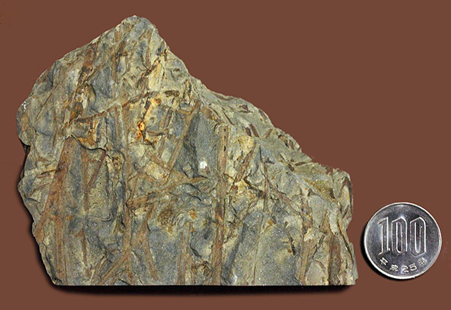 デボン紀ドイツ産、維管束を備えた最初（最古）の植物、タエニオクラダ（Taeniocrada dubia）の化石。ディティールが残された上質品。（その15）