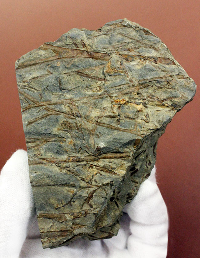 デボン紀ドイツ産、維管束を備えた最初(最古)の植物、タエニオクラダ(Taeniocrada dubia)の化石。ディティールが残された上質品。(その3)