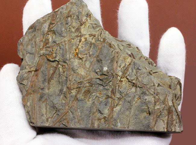 デボン紀ドイツ産、維管束を備えた最初(最古)の植物、タエニオクラダ(Taeniocrada dubia)の化石。ディティールが残された上質品。(その4)