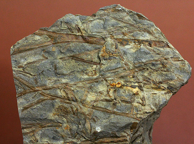 デボン紀ドイツ産、維管束を備えた最初（最古）の植物、タエニオクラダ（Taeniocrada dubia）の化石。ディティールが残された上質品。（その5）