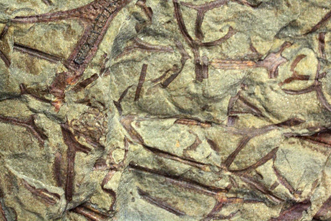デボン紀ドイツ産、維管束を備えた最初（最古）の植物、タエニオクラダ（Taeniocrada dubia）の化石。ディティールが残された上質品。（その6）