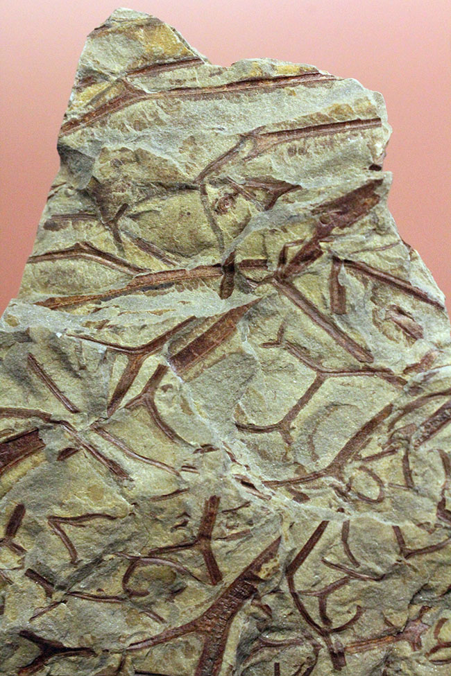 デボン紀ドイツ産、維管束を備えた最初（最古）の植物、タエニオクラダ（Taeniocrada dubia）の化石。ディティールが残された上質品。（その7）