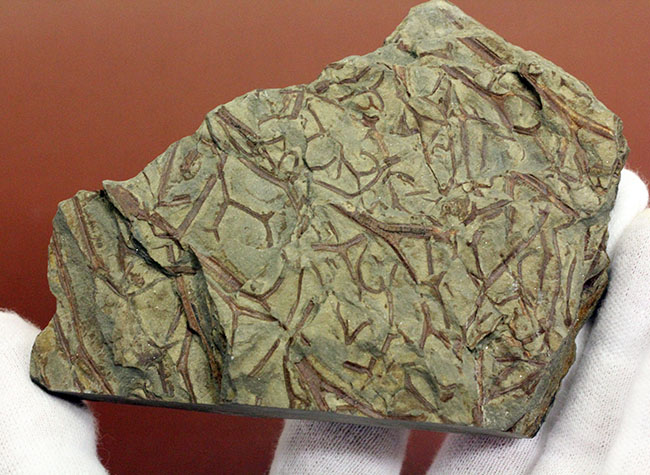 デボン紀ドイツ産、維管束を備えた最初(最古)の植物、タエニオクラダ(Taeniocrada dubia)の化石。ディティールが残された上質品。(その8)