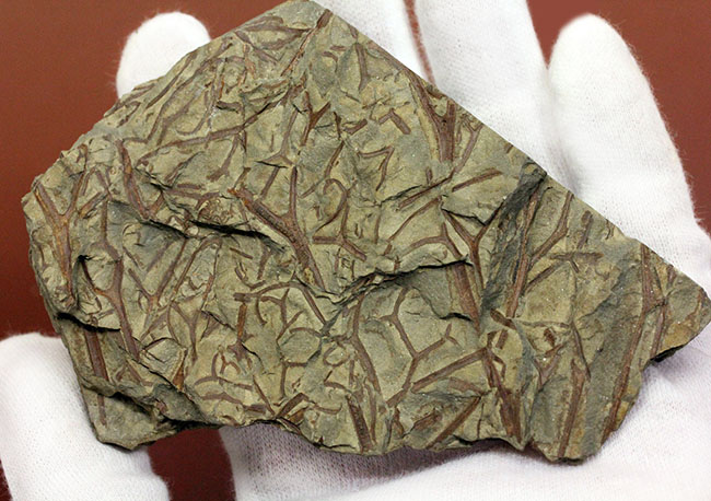 デボン紀ドイツ産、維管束を備えた最初（最古）の植物、タエニオクラダ（Taeniocrada dubia）の化石。ディティールが残された上質品。（その9）