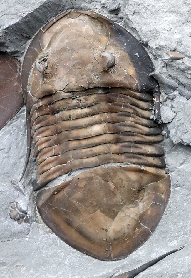 北米三葉虫コレクター必見!オハイオ州の激レア三葉虫、イソテルス・マキシマス(Isotelus maximus)の上質個体(その1)