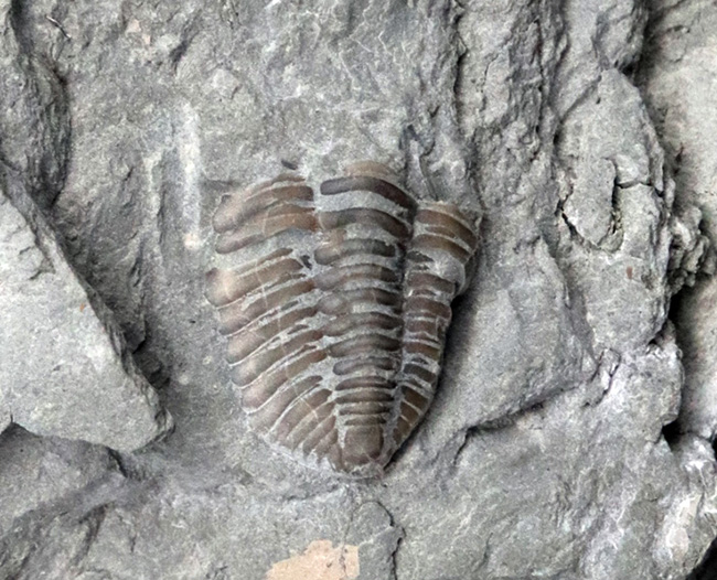 北米三葉虫コレクター必見!オハイオ州の激レア三葉虫、イソテルス・マキシマス(Isotelus maximus)の上質個体(その10)