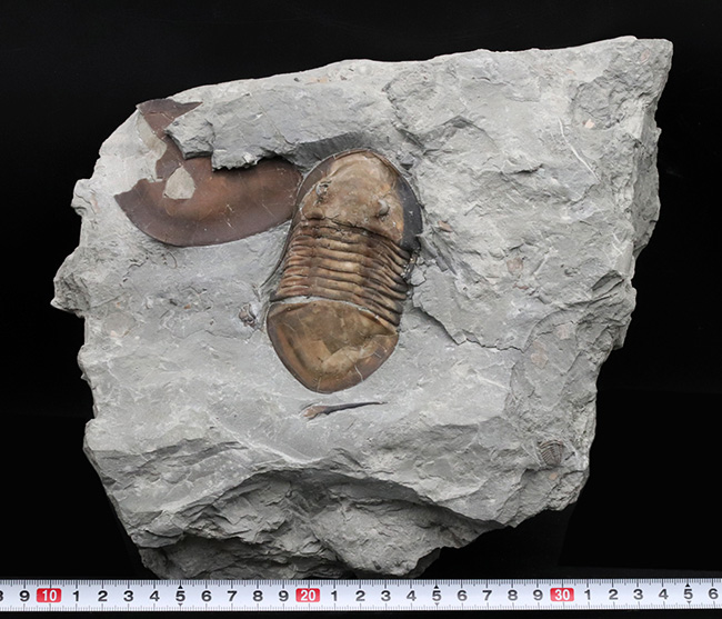北米三葉虫コレクター必見!オハイオ州の激レア三葉虫、イソテルス・マキシマス(Isotelus maximus)の上質個体(その11)