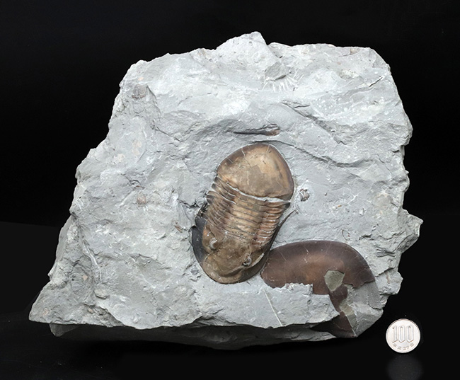北米三葉虫コレクター必見!オハイオ州の激レア三葉虫、イソテルス・マキシマス(Isotelus maximus)の上質個体(その12)