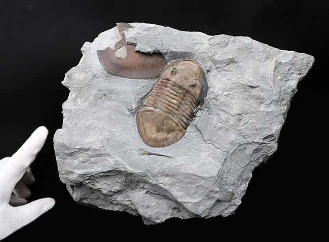 北米三葉虫コレクター必見!オハイオ州の激レア三葉虫、イソテルス・マキシマス(Isotelus maximus)の上質個体(その2)