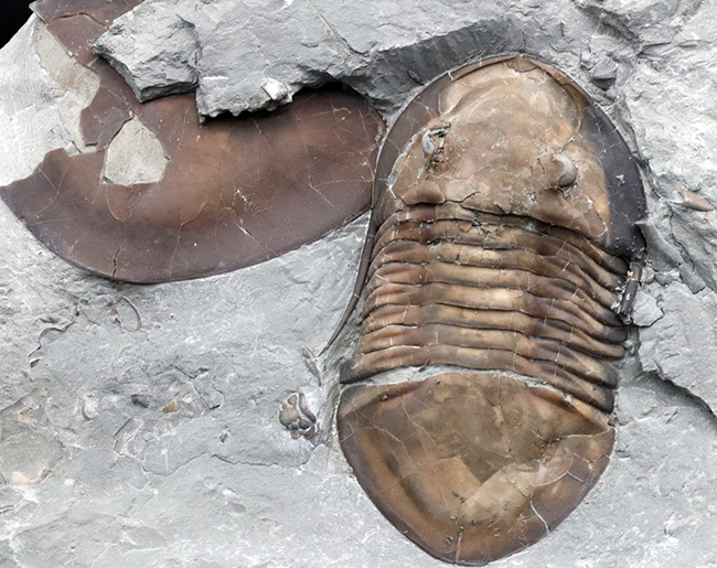 北米三葉虫コレクター必見!オハイオ州の激レア三葉虫、イソテルス・マキシマス(Isotelus maximus)の上質個体(その3)