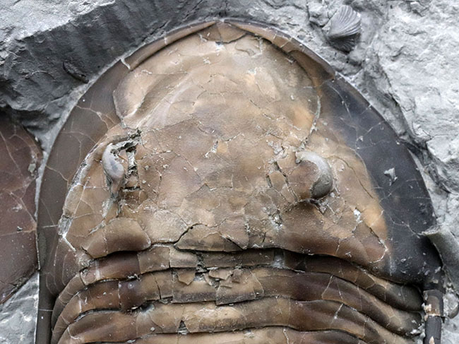 北米三葉虫コレクター必見!オハイオ州の激レア三葉虫、イソテルス・マキシマス(Isotelus maximus)の上質個体(その4)