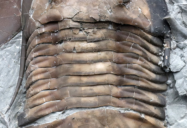 北米三葉虫コレクター必見!オハイオ州の激レア三葉虫、イソテルス・マキシマス(Isotelus maximus)の上質個体(その5)