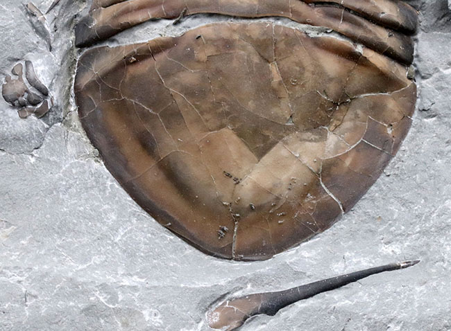 北米三葉虫コレクター必見!オハイオ州の激レア三葉虫、イソテルス・マキシマス(Isotelus maximus)の上質個体(その6)