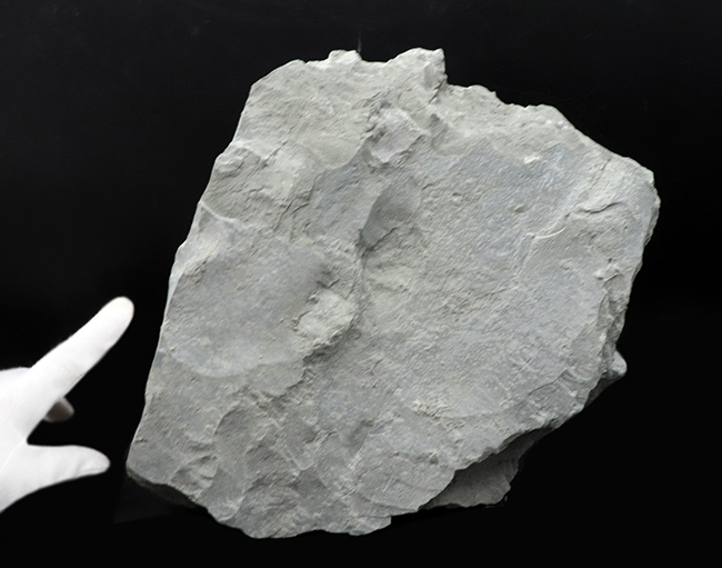 北米三葉虫コレクター必見!オハイオ州の激レア三葉虫、イソテルス・マキシマス(Isotelus maximus)の上質個体(その7)