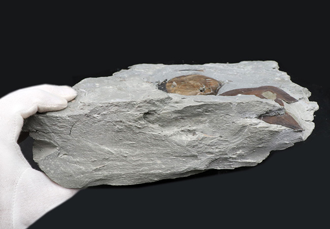 北米三葉虫コレクター必見!オハイオ州の激レア三葉虫、イソテルス・マキシマス(Isotelus maximus)の上質個体(その8)