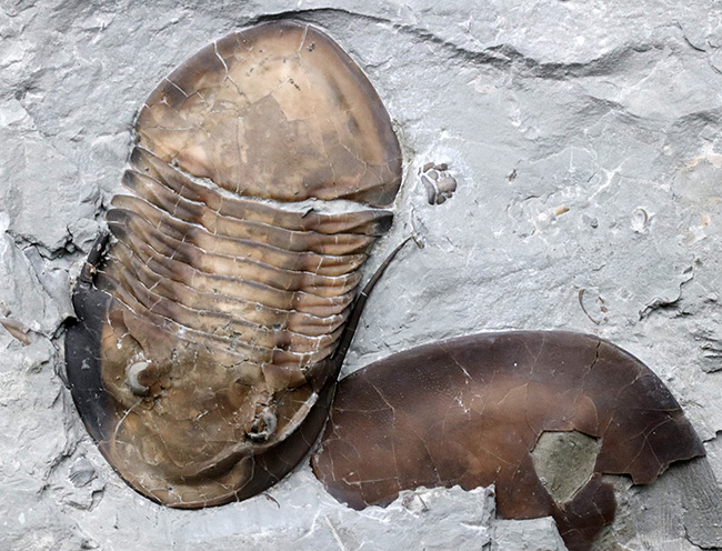 北米三葉虫コレクター必見!オハイオ州の激レア三葉虫、イソテルス・マキシマス(Isotelus maximus)の上質個体(その9)