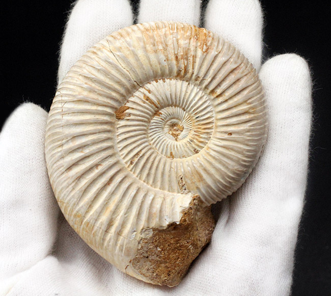 傷らしい傷がない美しい化石、両面展示できる、マダガスカル産のアンモナイト、ペリスフィンクテス（Perisphinctes sp.）（その2）