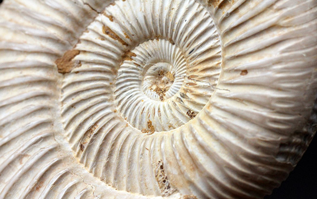 傷らしい傷がない美しい化石、両面展示できる、マダガスカル産の