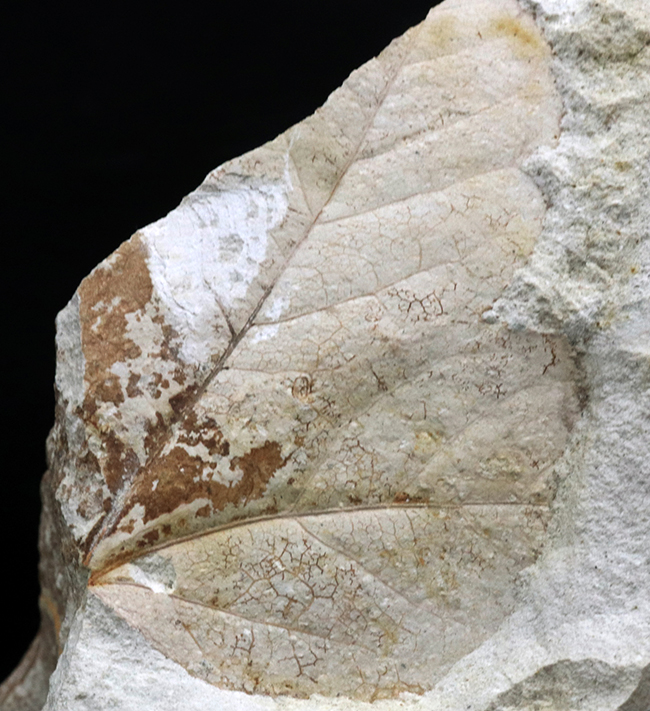 国産マニアックシリーズ！採集年月日と出自がしっかりしている、神戸層群産のフウ属（Liquidambar）の葉化石（その2）