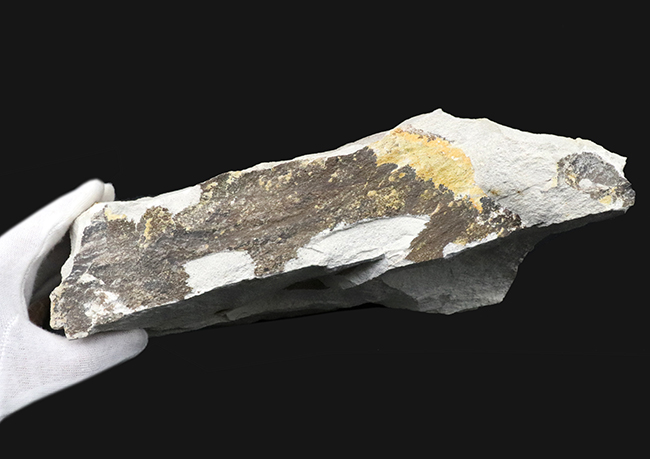 国産マニアックシリーズ！採集年月日と出自がしっかりしている、神戸層群産のフウ属（Liquidambar）の葉化石（その5）