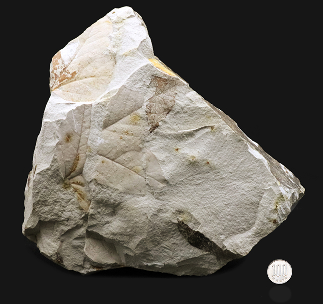 国産マニアックシリーズ！採集年月日と出自がしっかりしている、神戸層群産のフウ属（Liquidambar）の葉化石（その7）