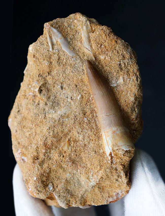 海棲は虫類ファン必見！極めて上質なエラスモサウルス（Elasmosaurus）の母岩付き歯化石。骨の部分化石多数！（その3）