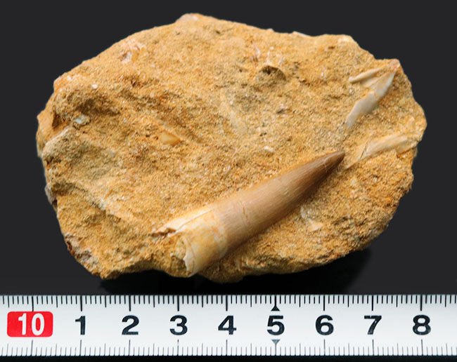 海棲は虫類ファン必見！極めて上質なエラスモサウルス（Elasmosaurus）の母岩付き歯化石。骨の部分化石多数！（その9）